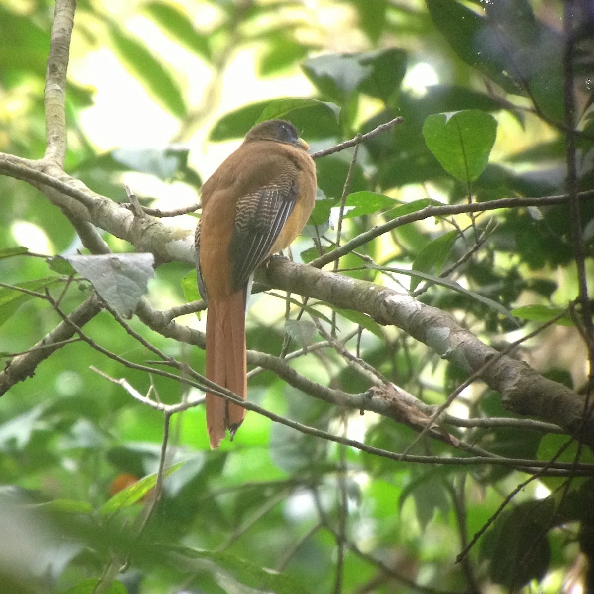 Philippine Trogon - ML59305251