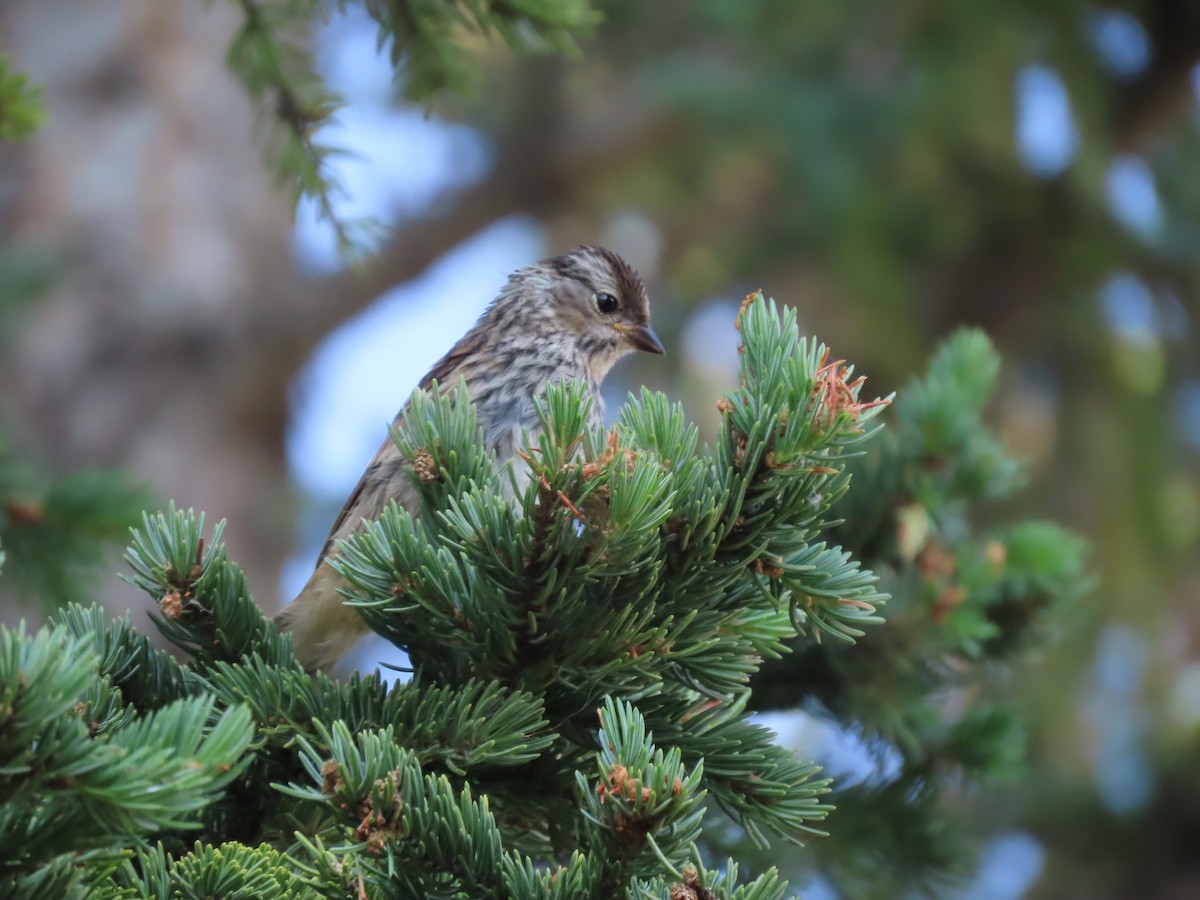 White-crowned Sparrow - ML593052771