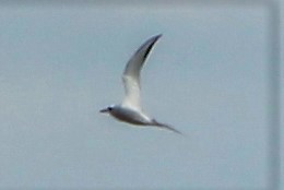 Snowy-crowned Tern - Juan Marcos Montanari