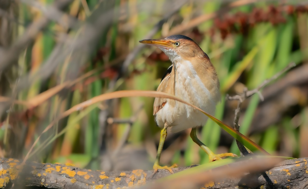 Least Bittern - Derek Lecy