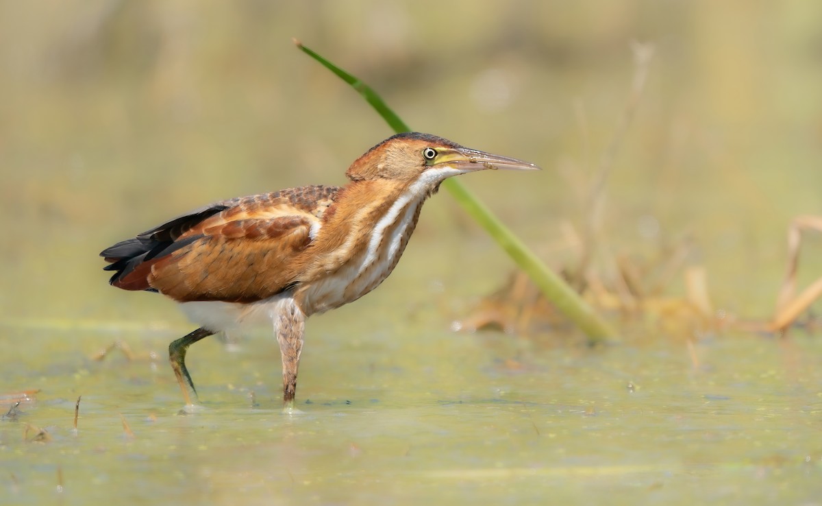 Least Bittern - ML593054021