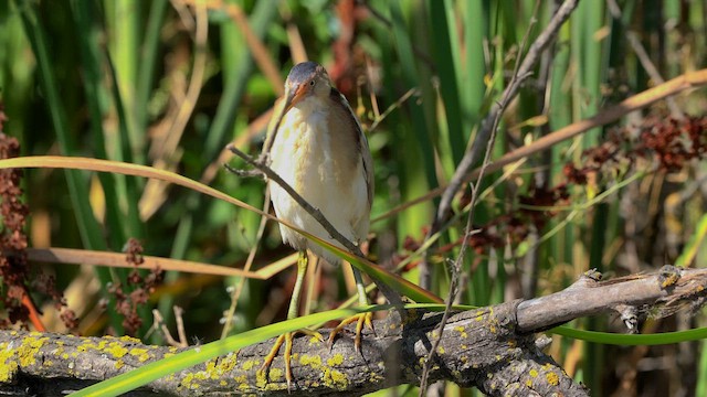 Least Bittern - ML593054031