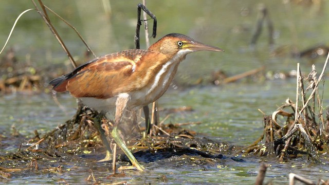 Least Bittern - ML593054081