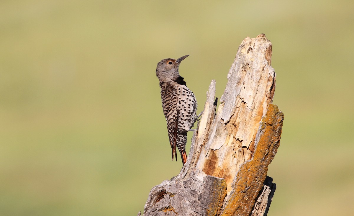 Northern Flicker (Red-shafted) - ML593054171