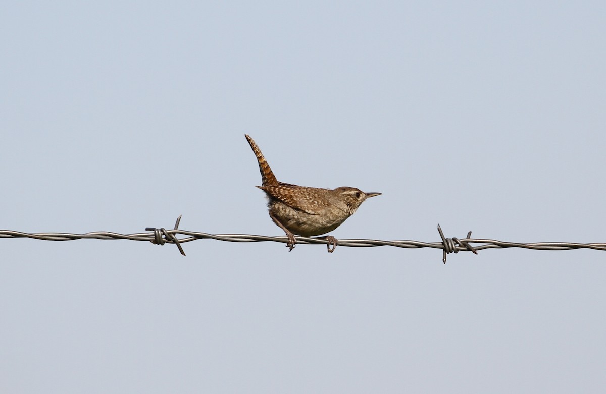 House Wren - ML593054531