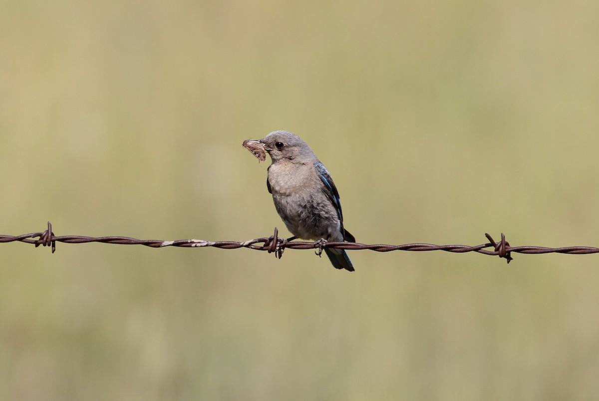 Mountain Bluebird - ML593054571