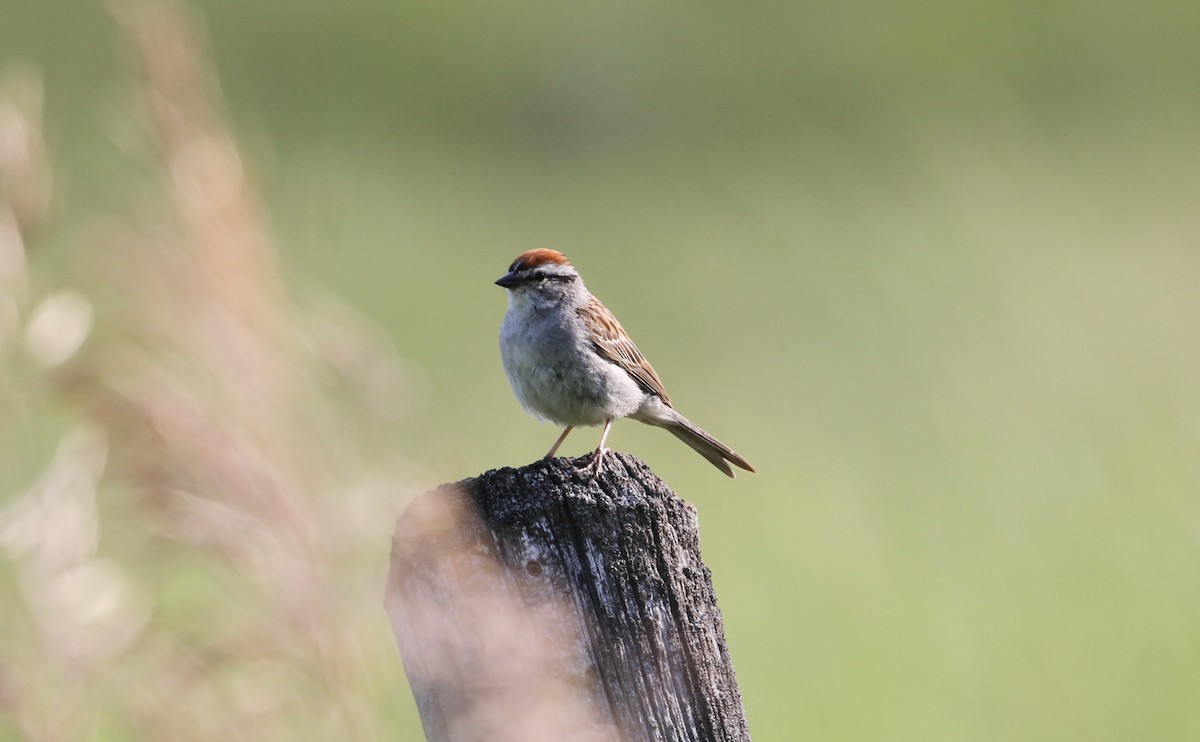 Chipping Sparrow - ML593054891