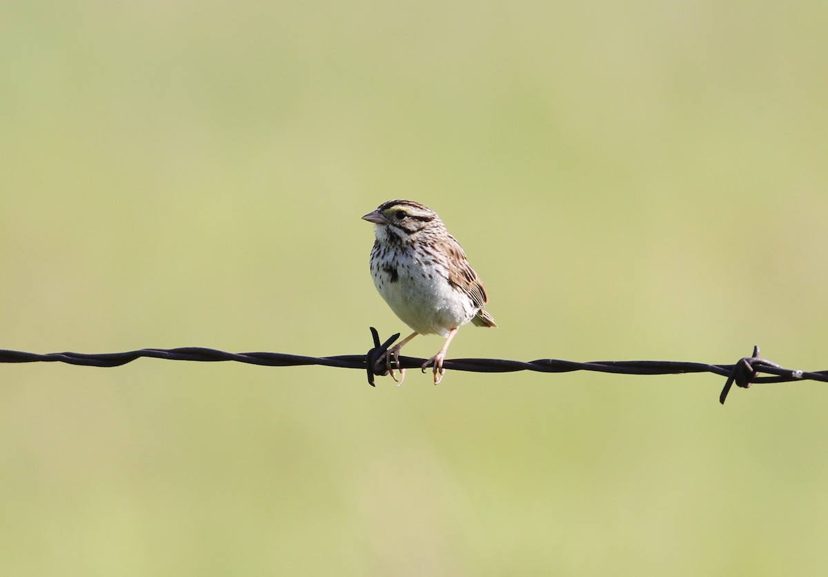 Savannah Sparrow - ML593054961