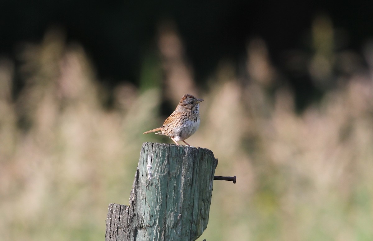 Lincoln's Sparrow - ML593055001