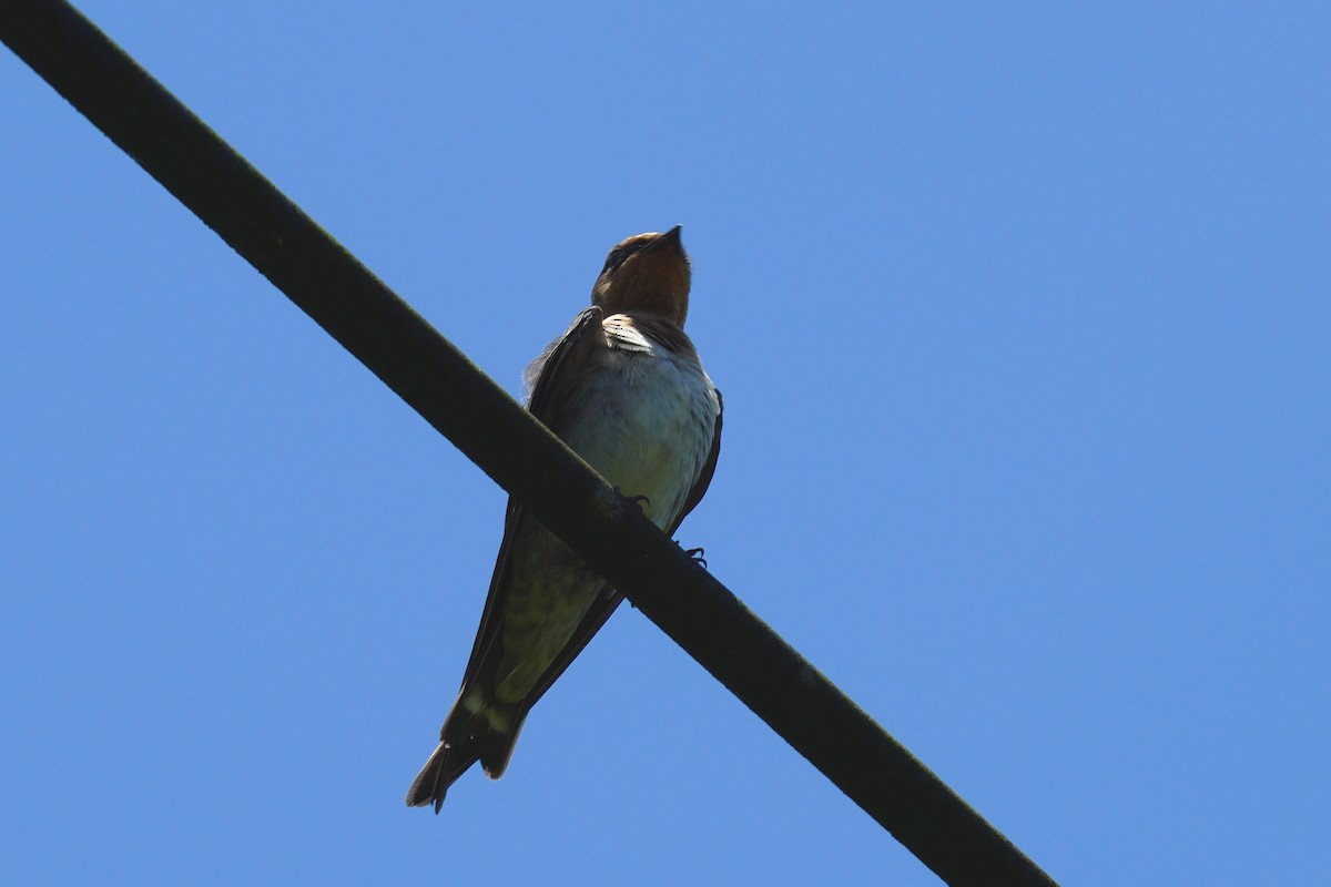 Pacific Swallow - ML593055021