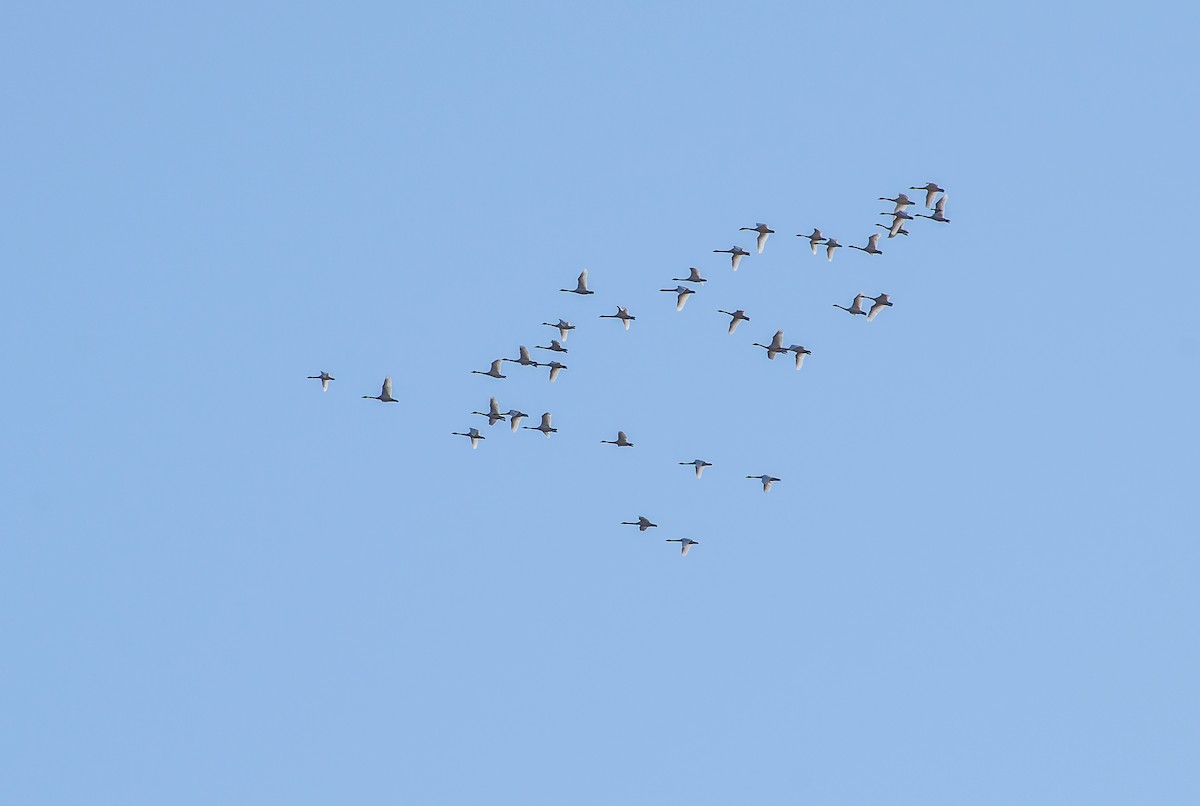 Trumpeter Swan - ML593055731