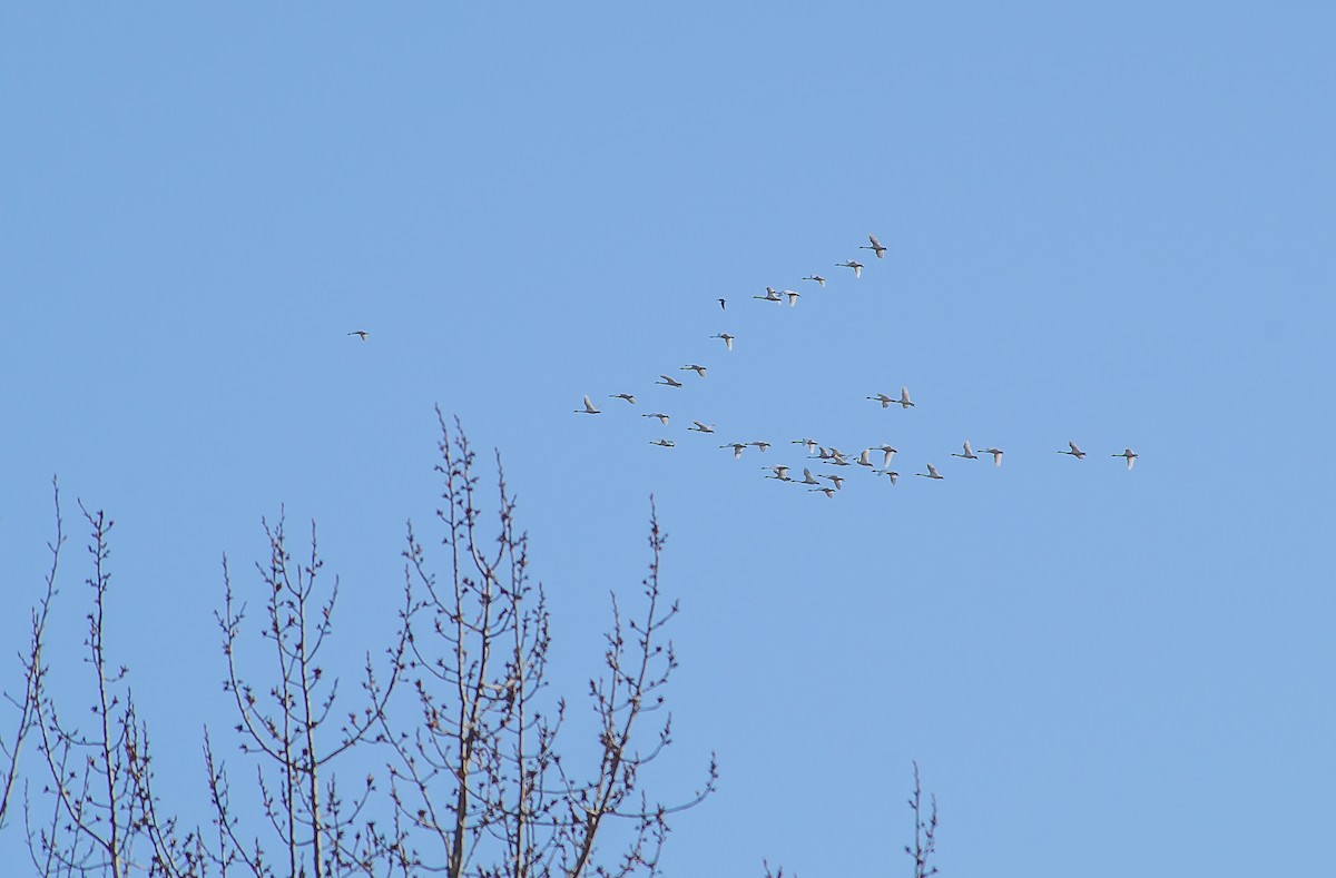 Trumpeter Swan - Nisqually Birdwatch