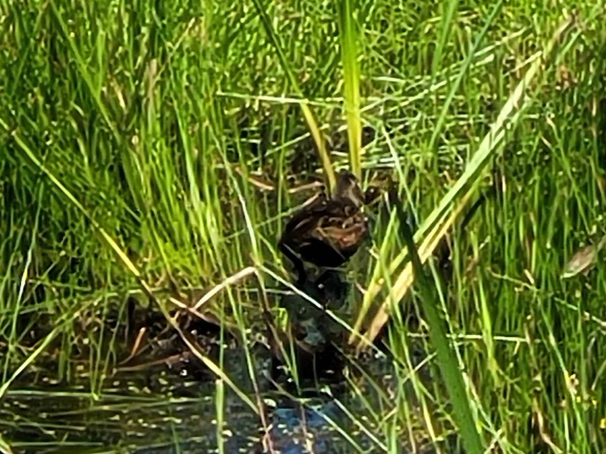 Virginia Rail - ML593056821