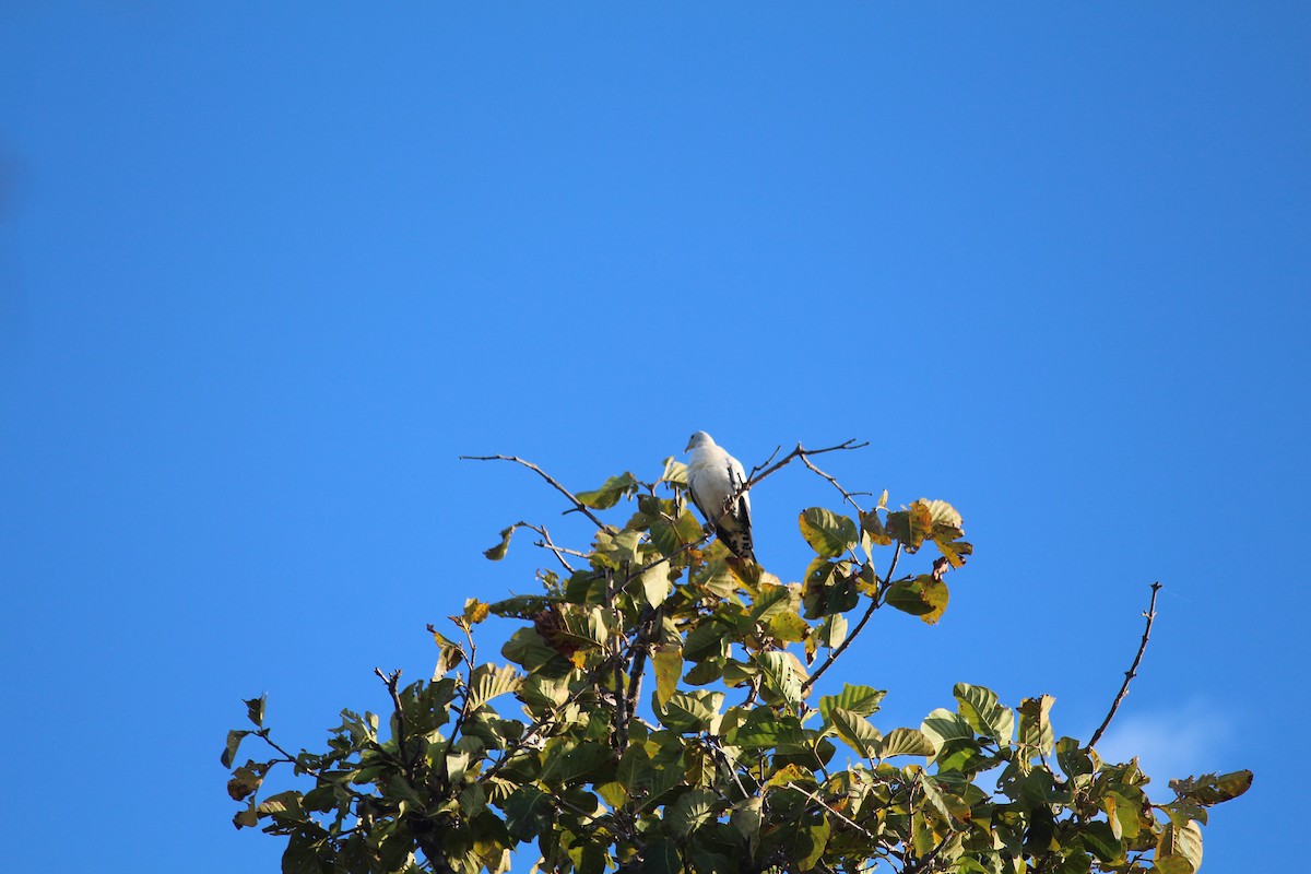 Torresian Imperial-Pigeon - ML593057271