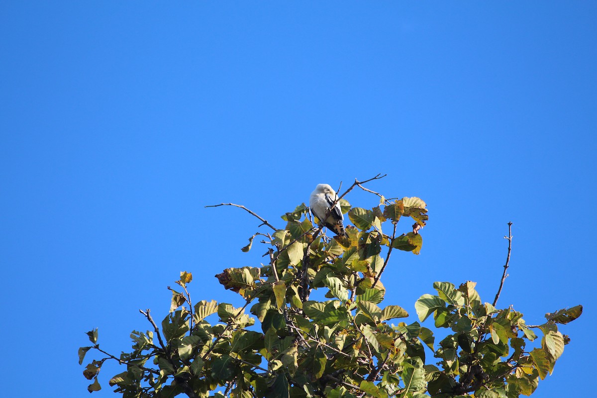 Torresian Imperial-Pigeon - ML593057311