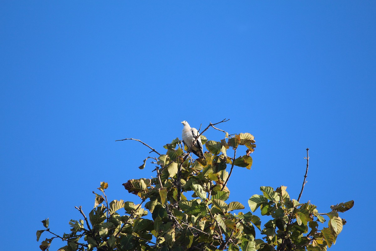 Torresian Imperial-Pigeon - ML593057331