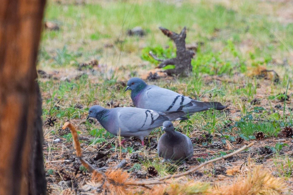 Скальный голубь - ML593057371