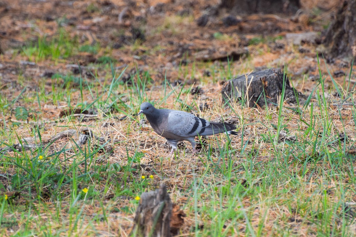 Скальный голубь - ML593057381