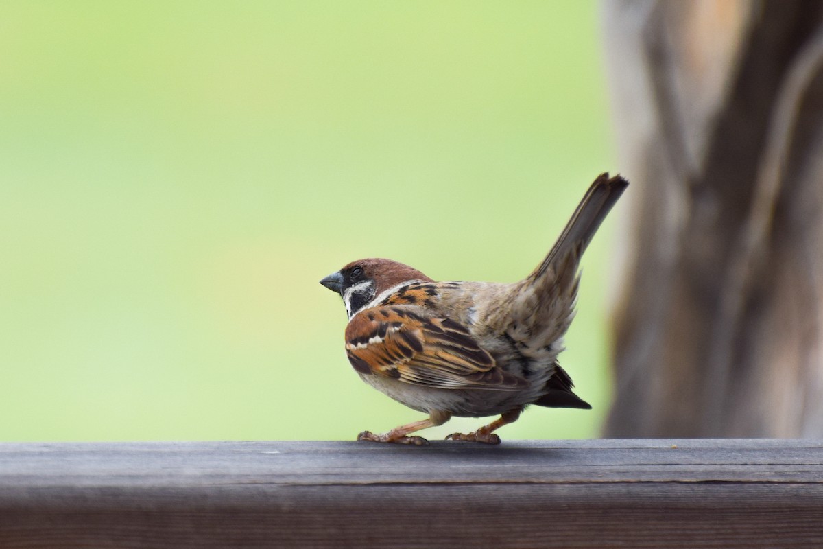 Eurasian Tree Sparrow - ML593057621
