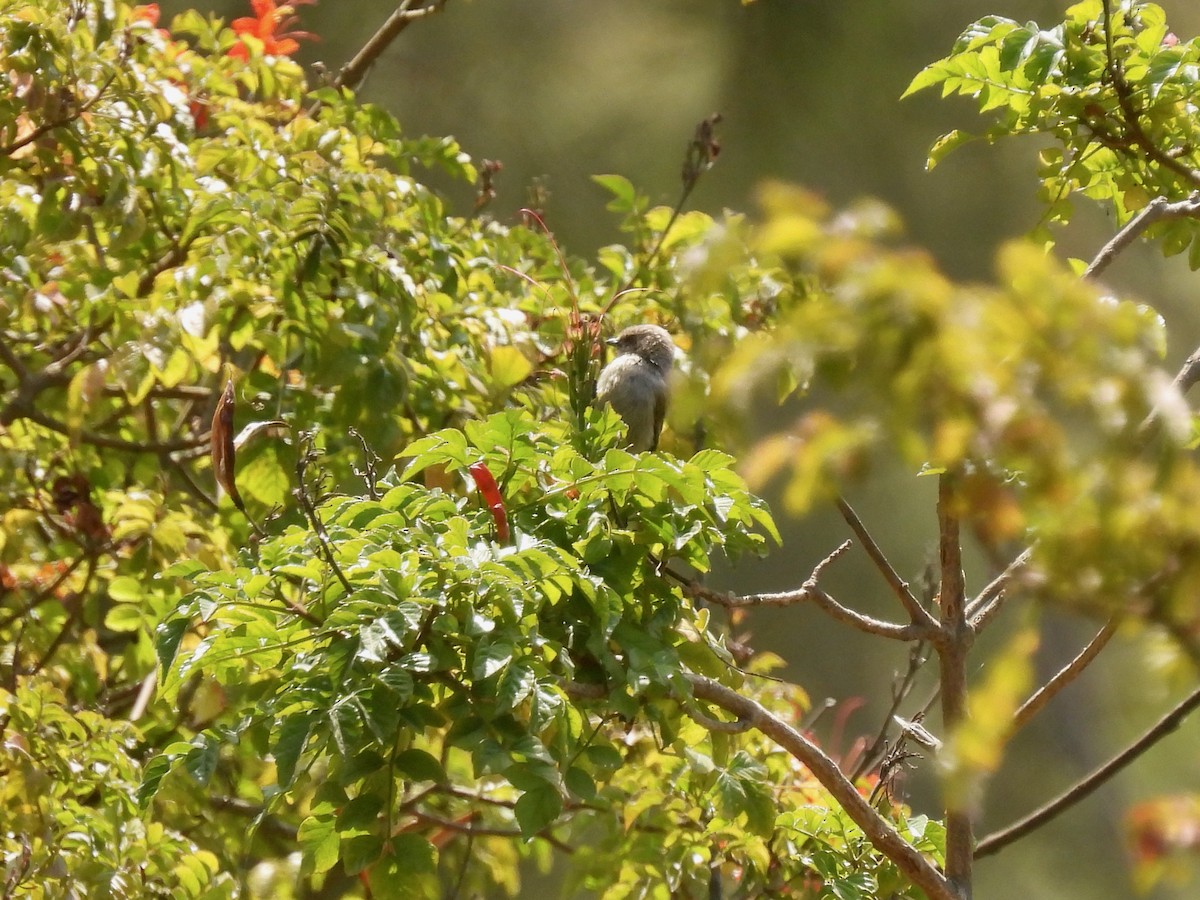 Bushtit - ML593058331