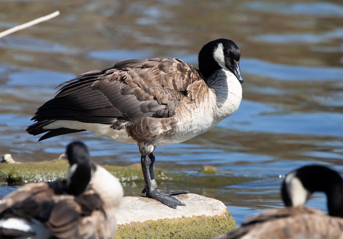 Canada Goose - ML593058441