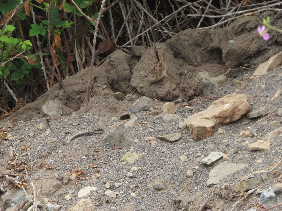 Marsh Wren - ML593058581