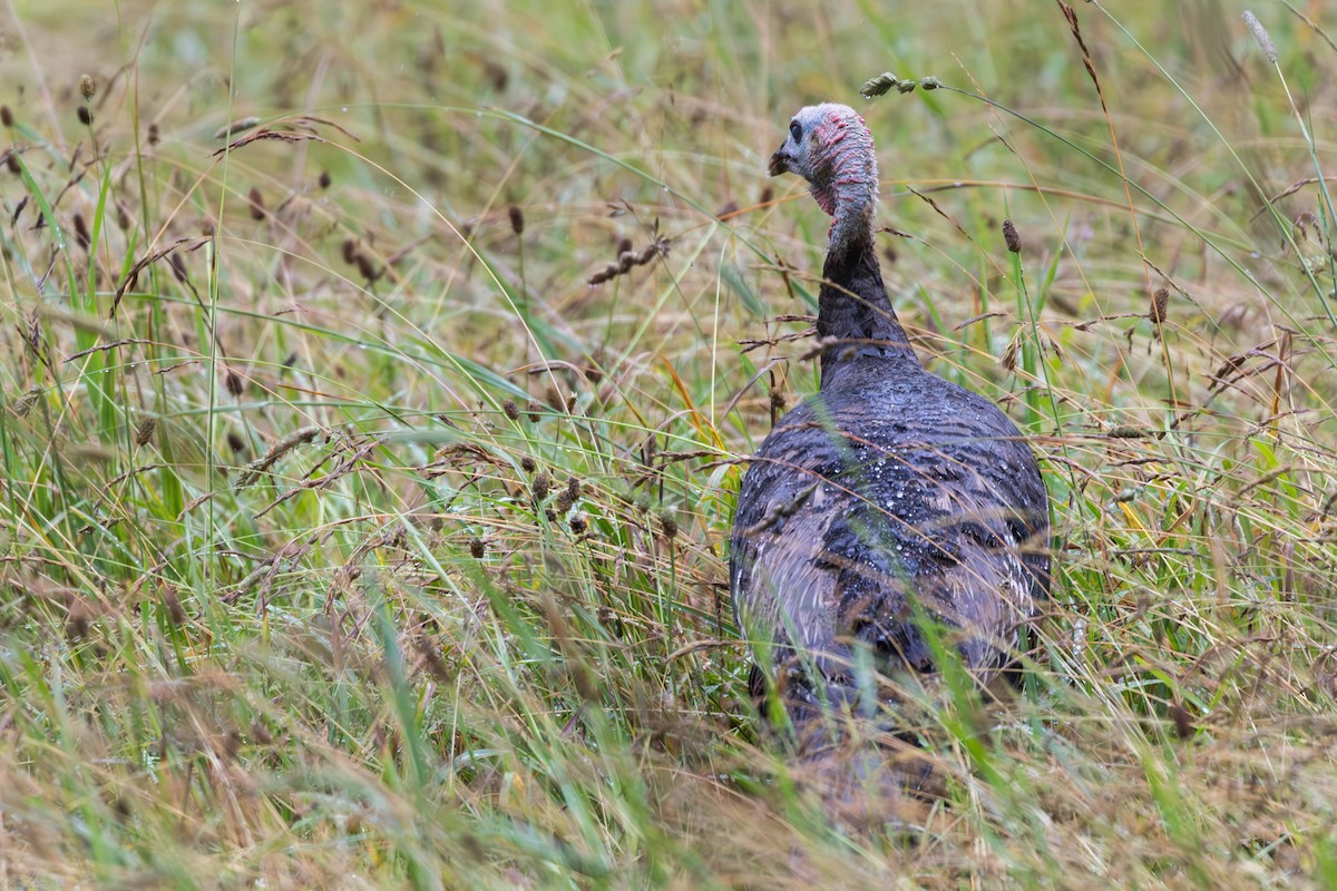 Wild Turkey - ML593058611