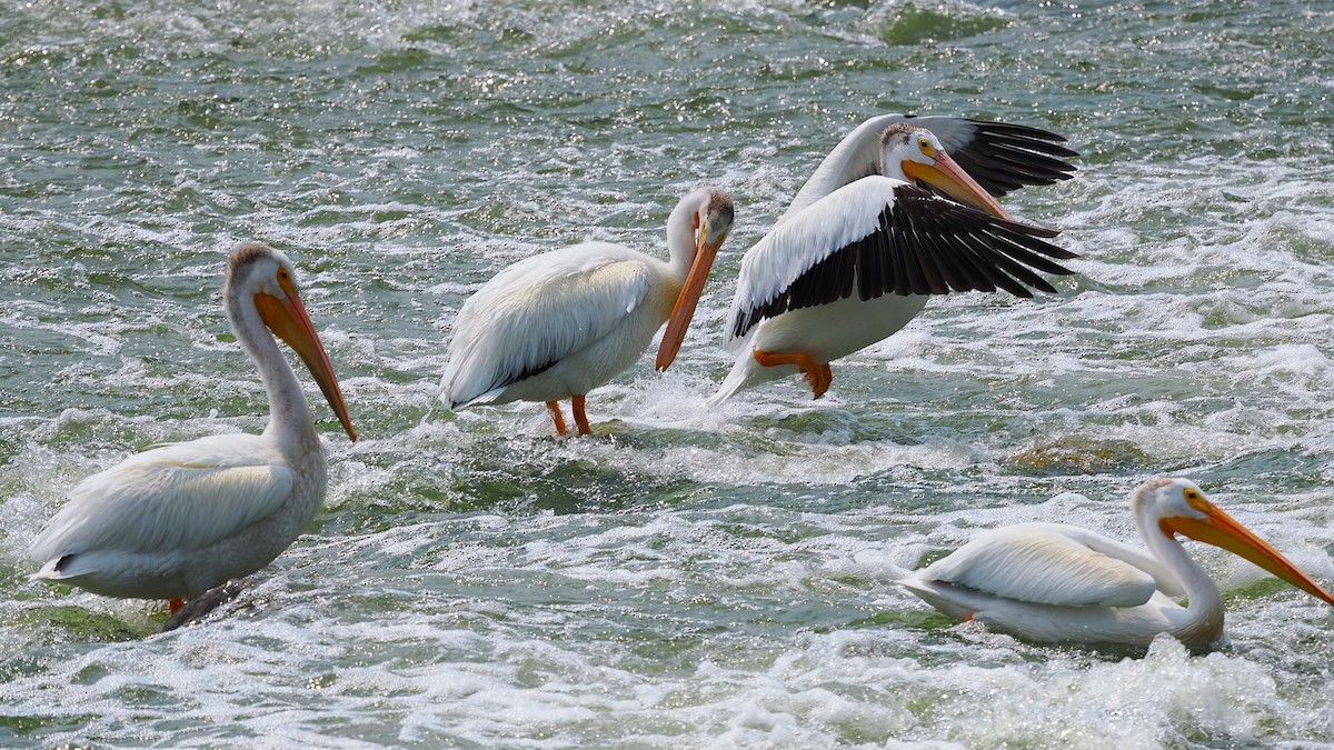 pelikán severoamerický - ML593058711