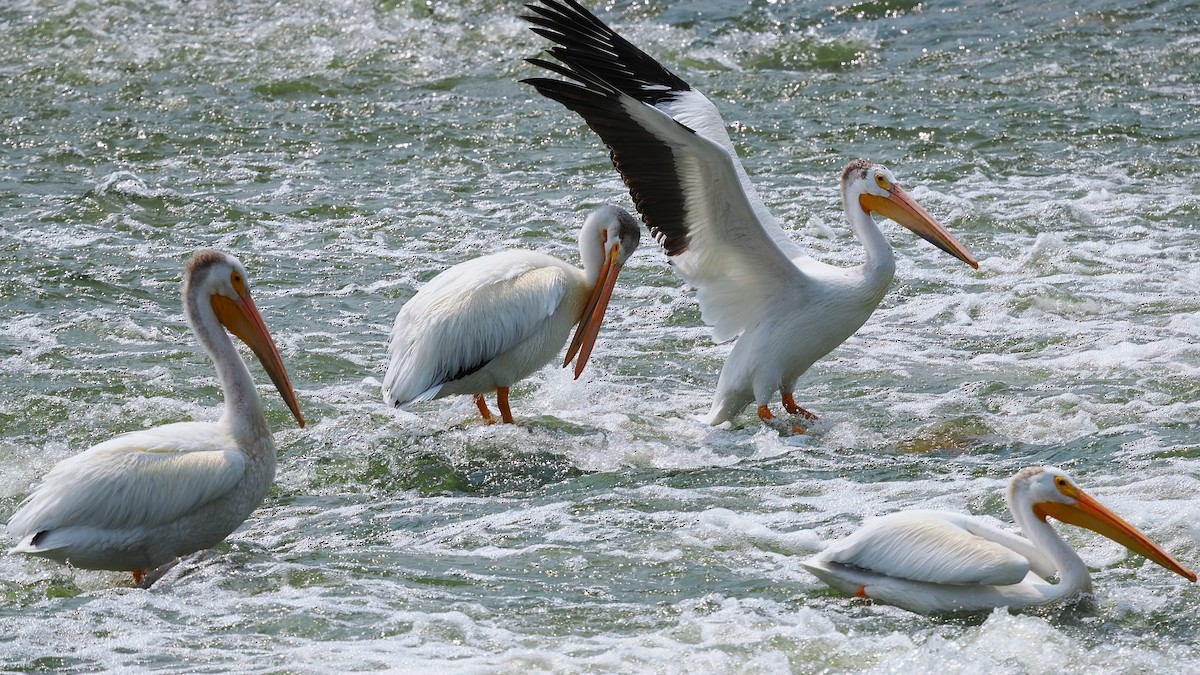 American White Pelican - Mark Cloutier