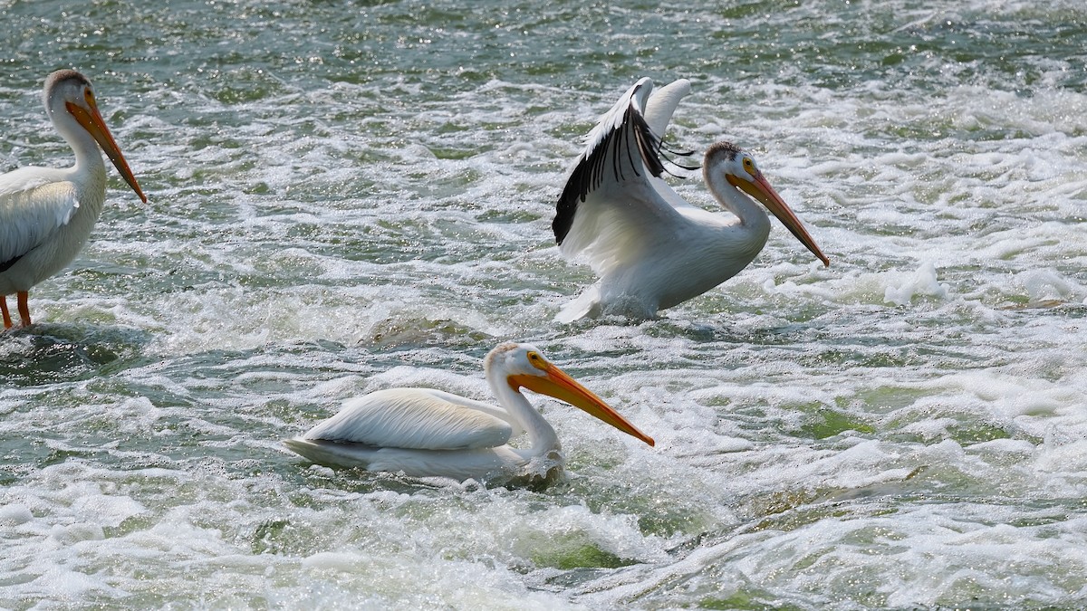 American White Pelican - Mark Cloutier