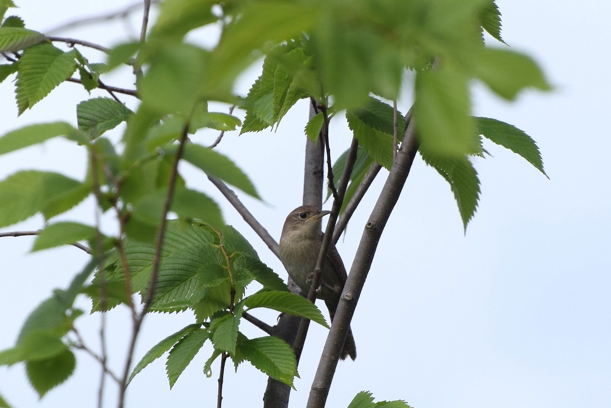 House Wren - irina shulgina