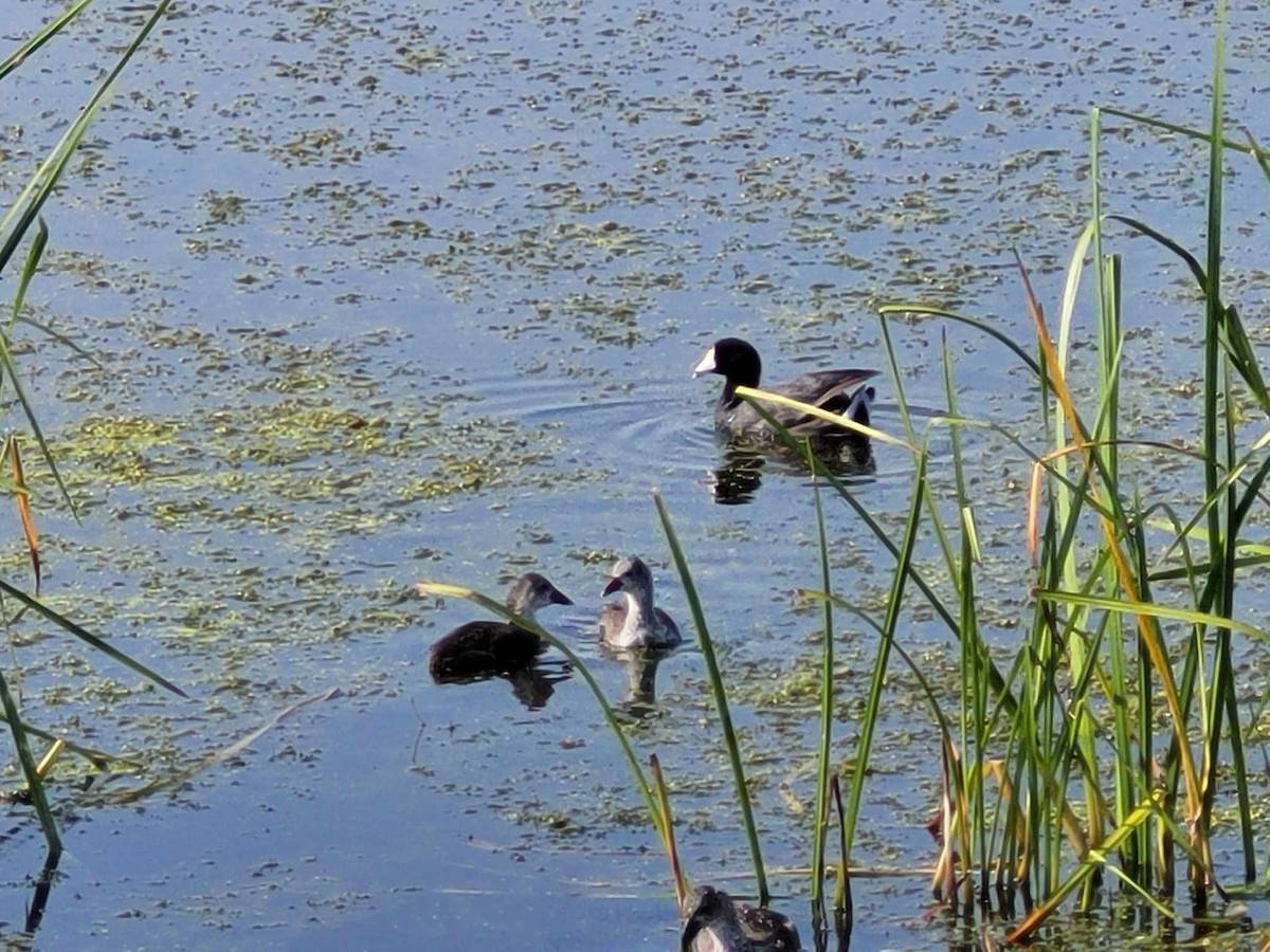 American Coot - Ross Hoerman