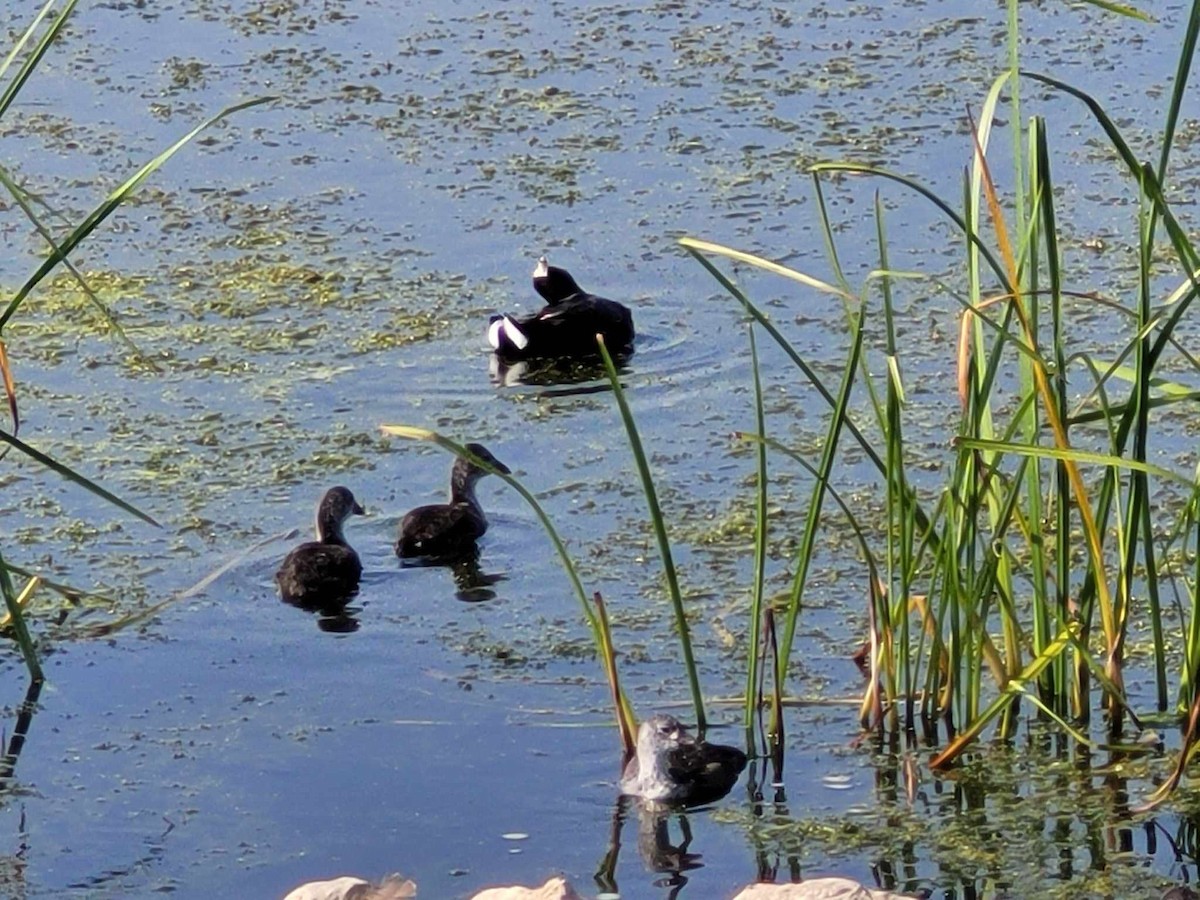 American Coot - Ross Hoerman