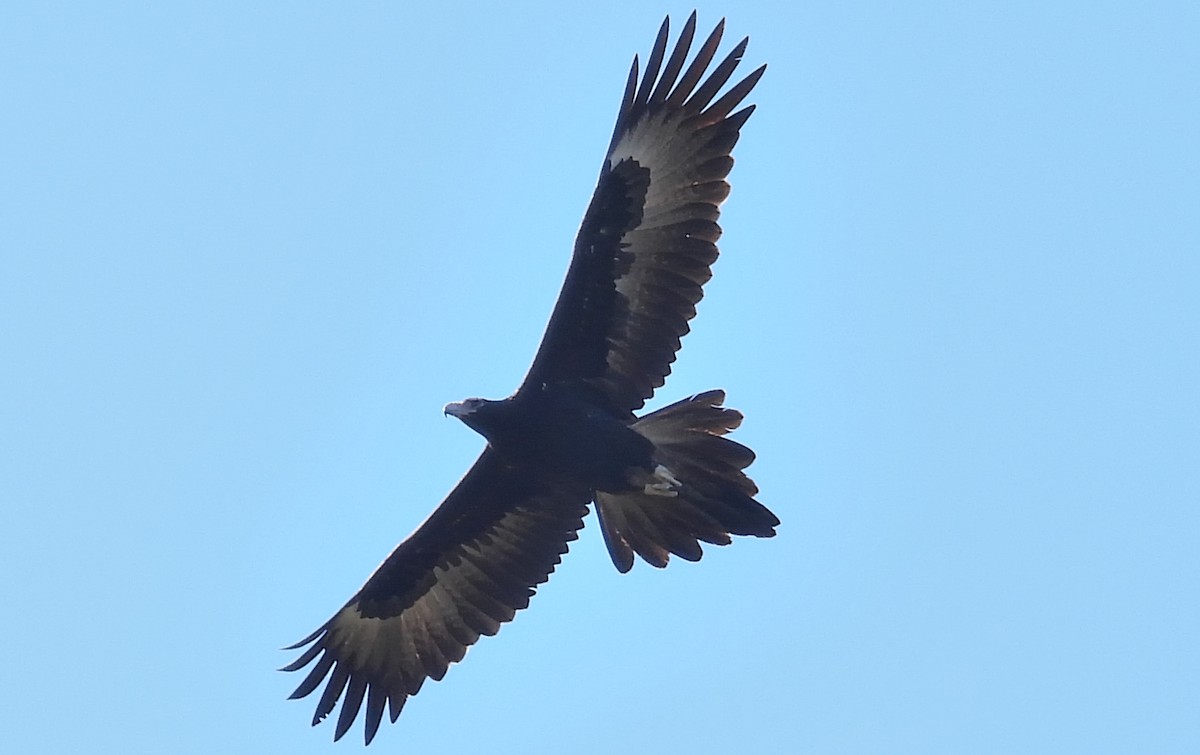 Wedge-tailed Eagle - ML593060051