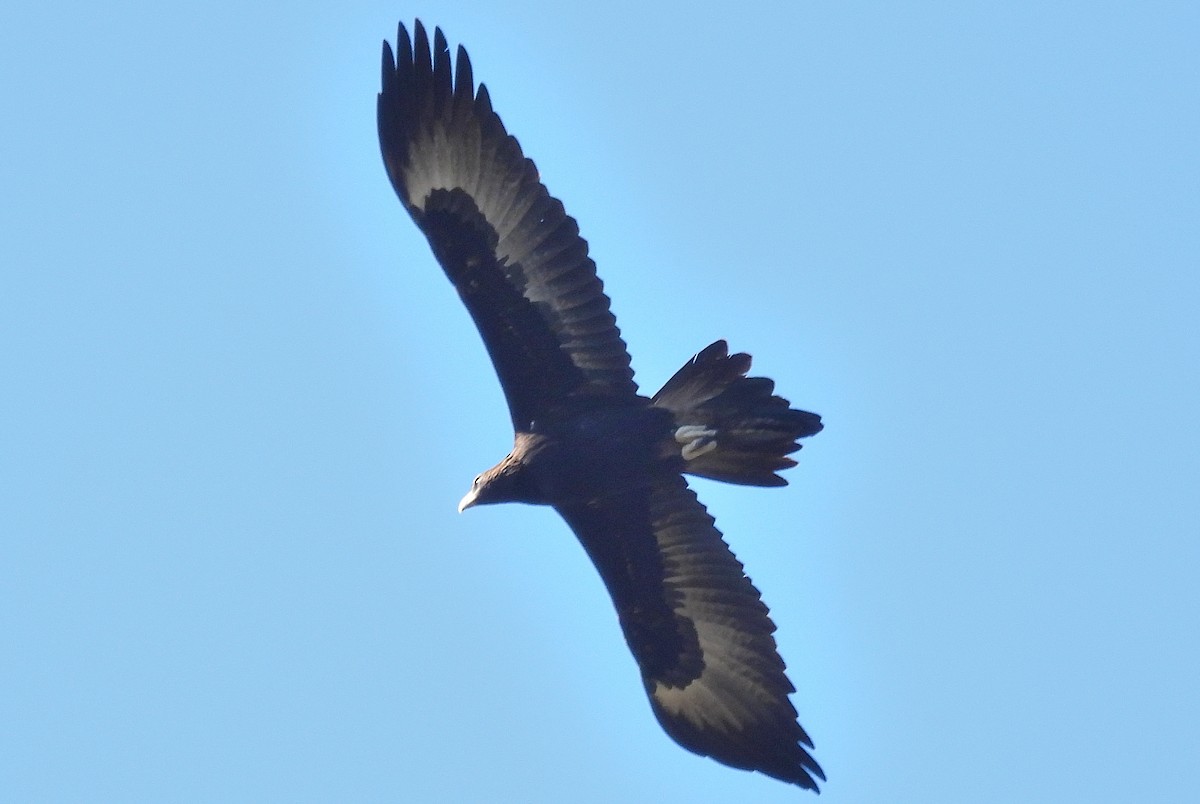 Wedge-tailed Eagle - ML593060061