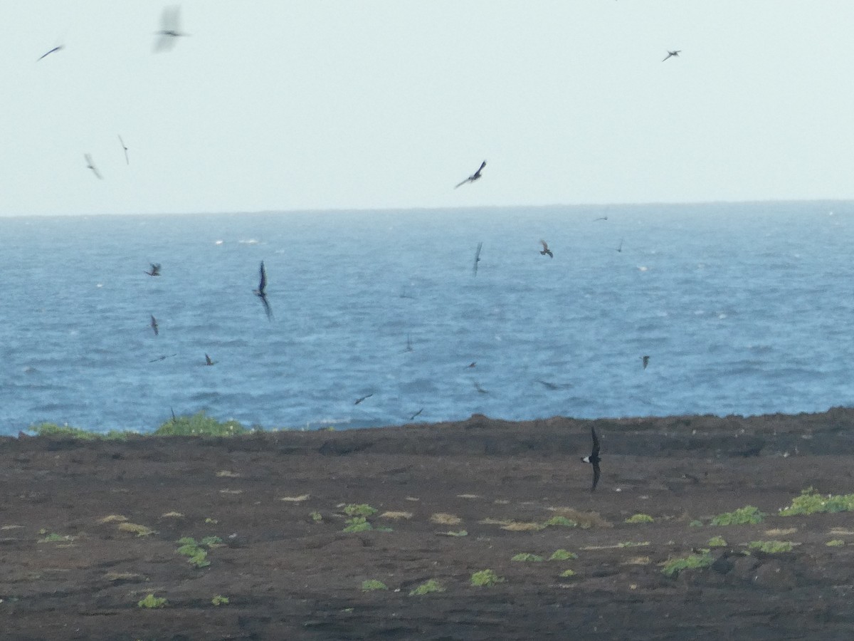 Wedge-rumped Storm-Petrel - ML593060231