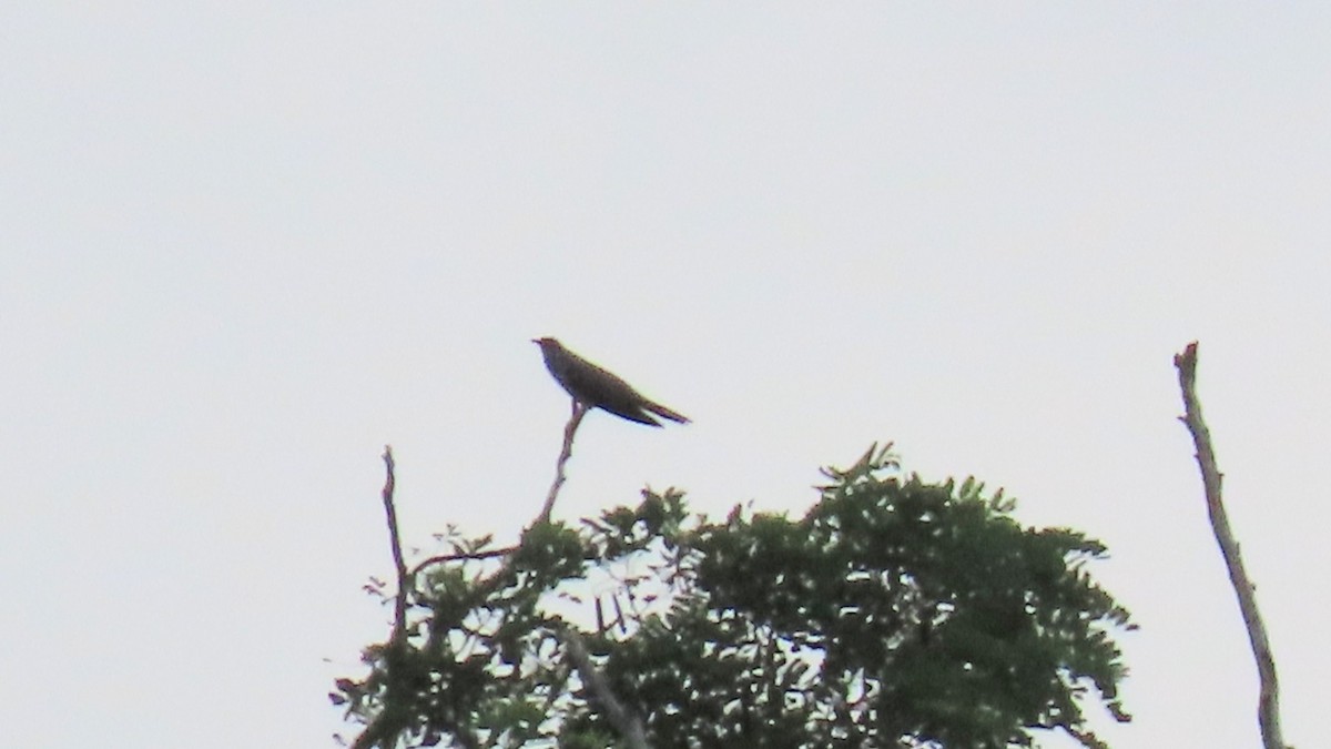 Common Cuckoo - YUKIKO ISHIKAWA