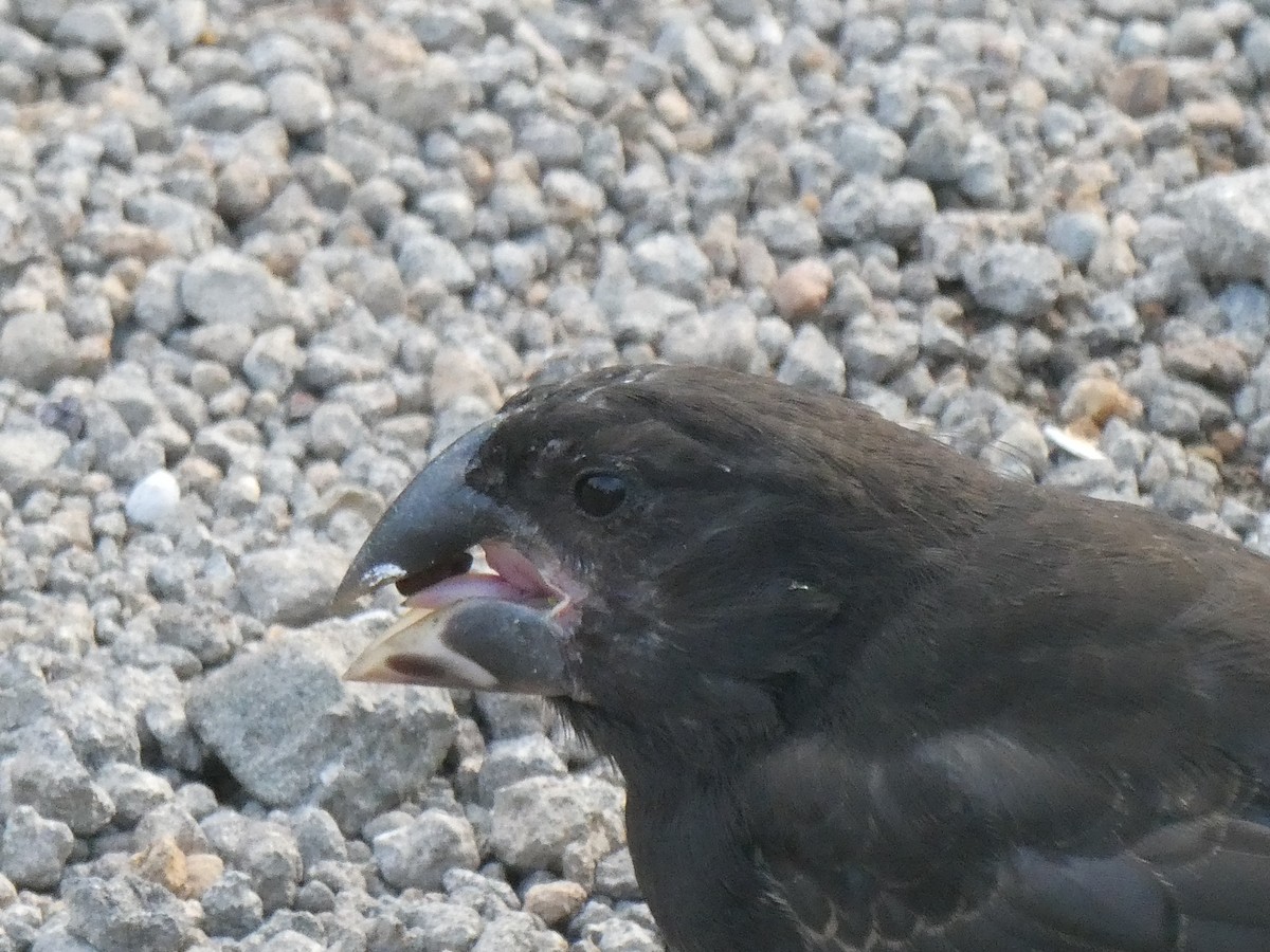 Large Ground-Finch - ML593060571