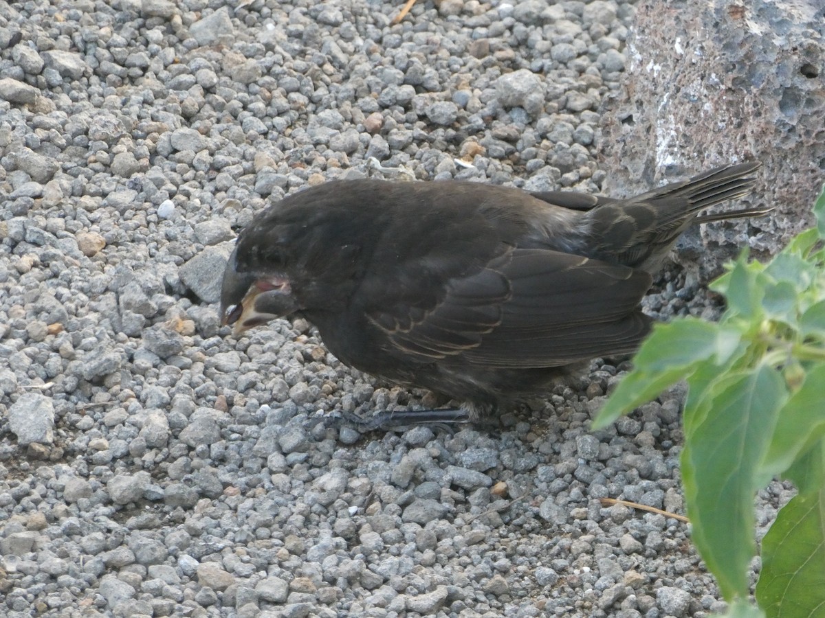 Large Ground-Finch - ML593060611