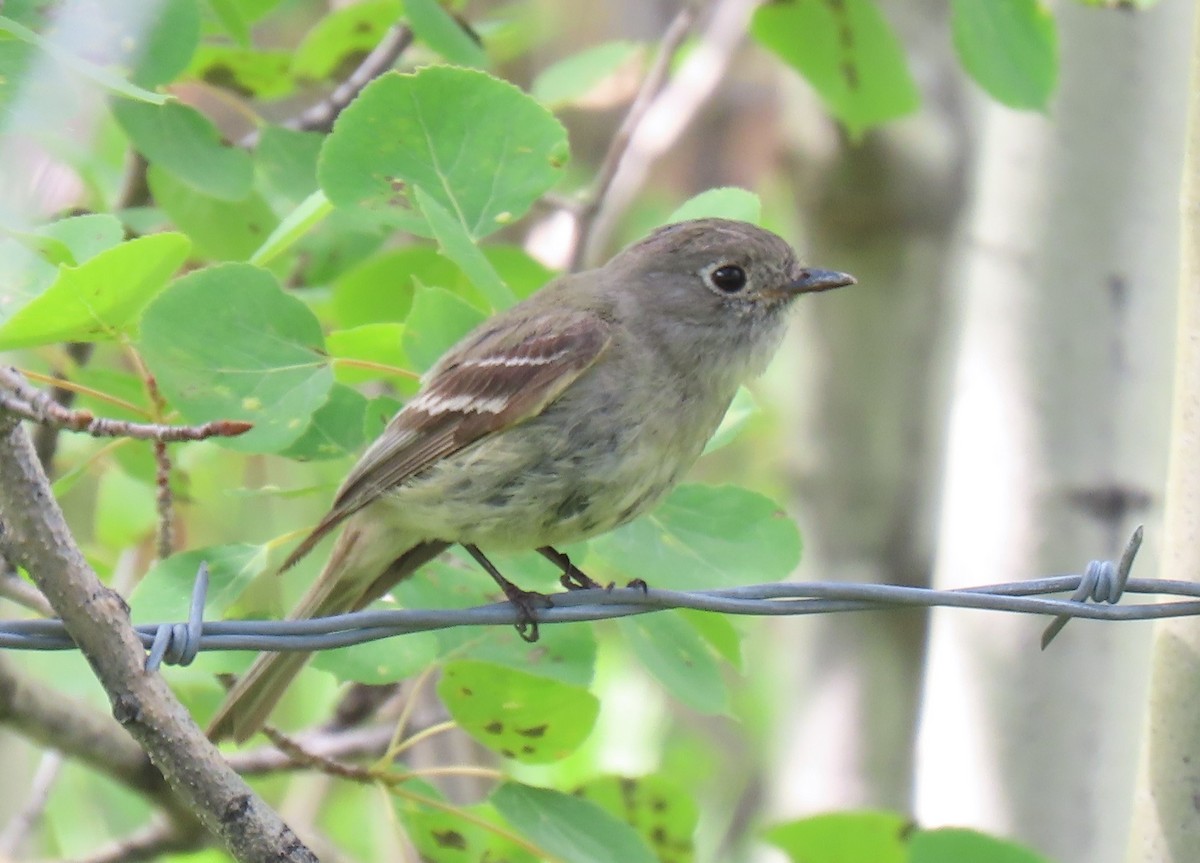 Hammond's Flycatcher - ML593061221