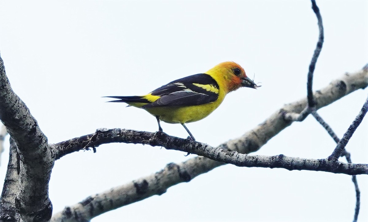 Western Tanager - ML593061401