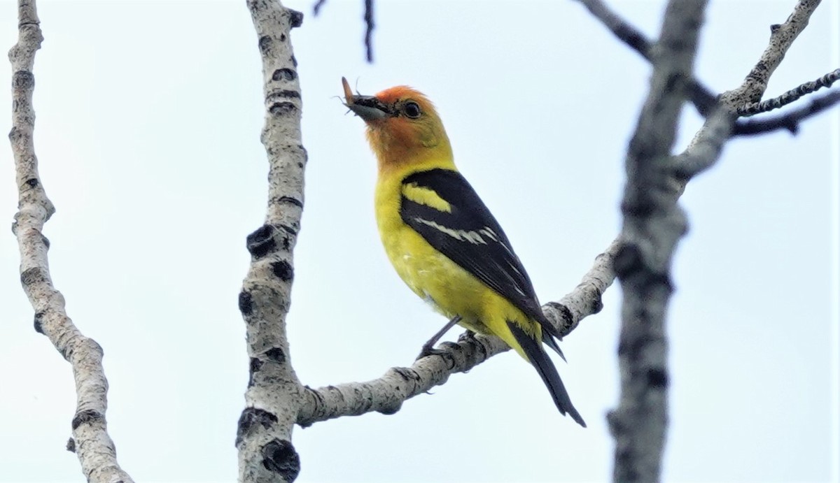 Western Tanager - ML593061411