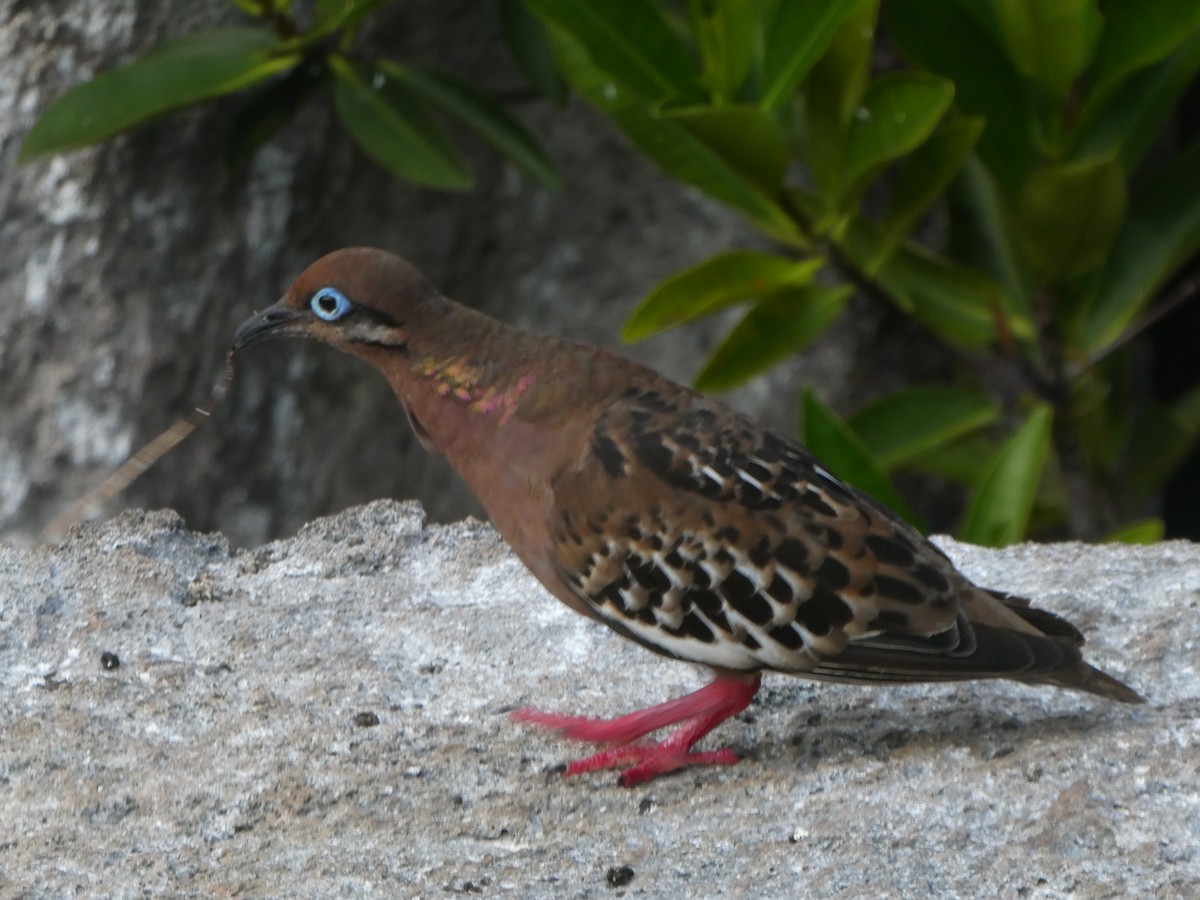 Galapagos Dove - ML593061481