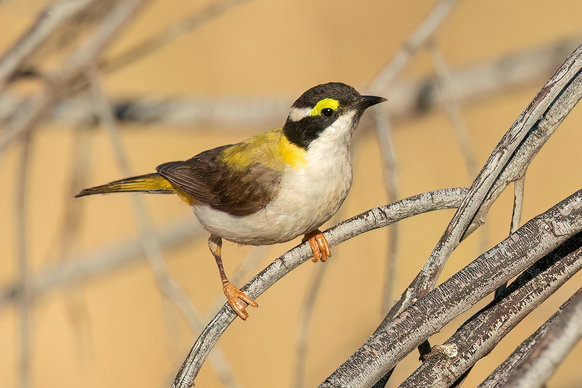 Black-chinned Honeyeater (Golden-backed) - ML593062481