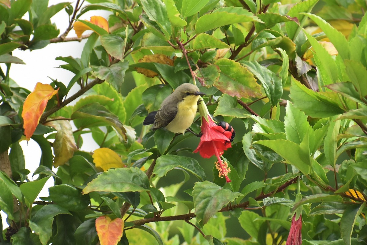 Purple Sunbird - ML593063571