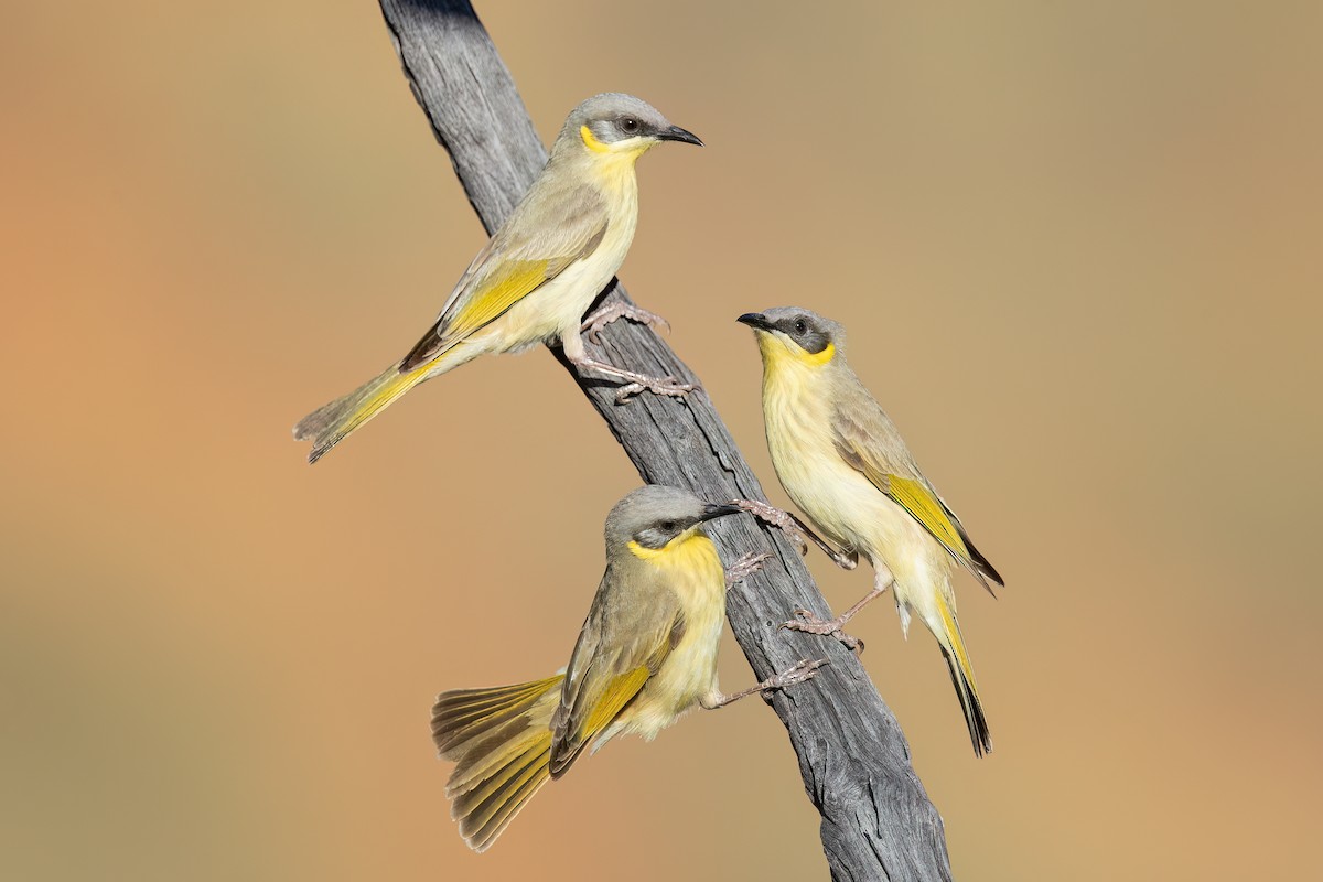 Gray-headed Honeyeater - David Irving