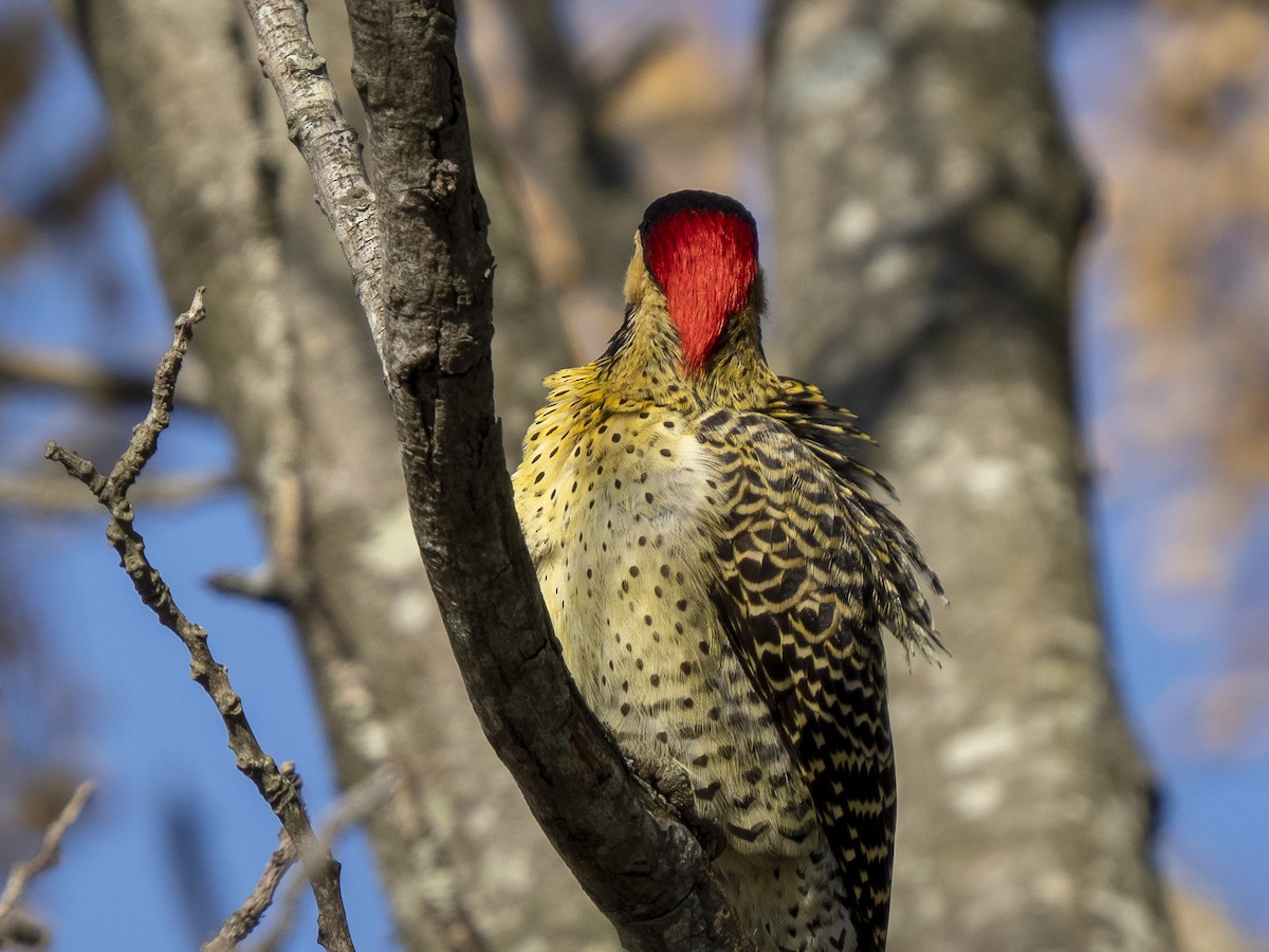 Green-barred Woodpecker - ML593063851