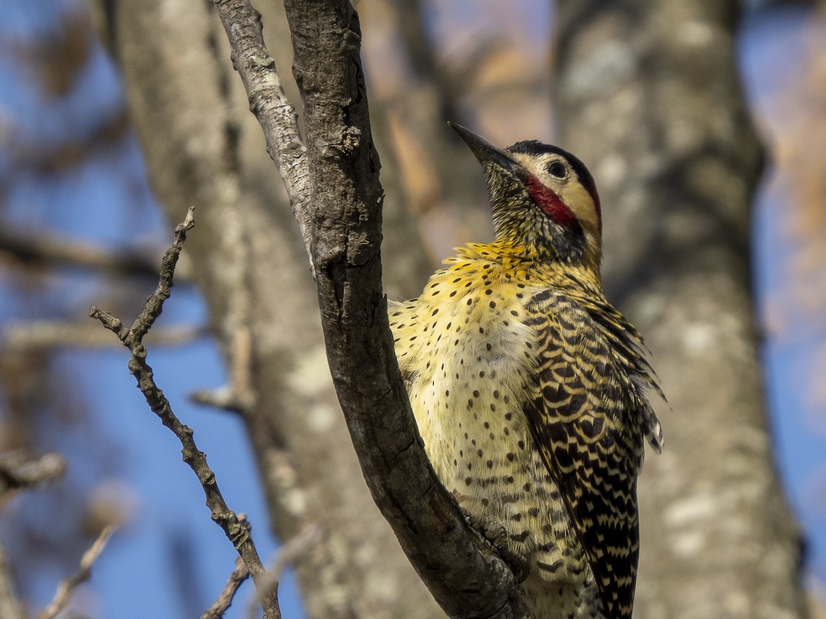 Green-barred Woodpecker - ML593063861