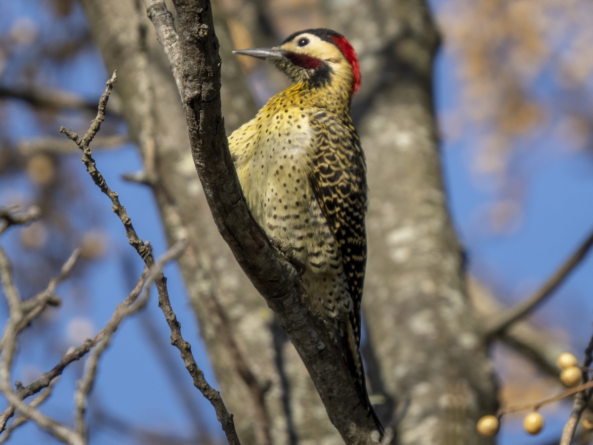 Green-barred Woodpecker - ML593063871