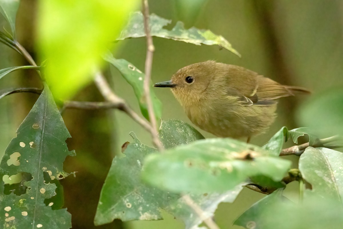 Atherton Scrubwren - ML593064091